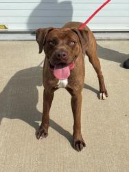 Shelter Stray Male Dog last seen Near BLOCK TAYLORSVILLE RD, Watterson Park, KY 40218