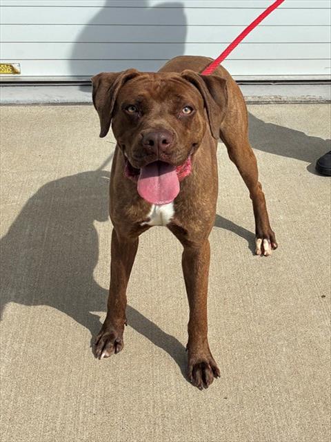 Shelter Stray Male Dog last seen Near BLOCK TAYLORSVILLE RD, Watterson Park, KY 40218