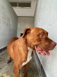 Shelter Stray Male Dog last seen , Sanford, FL 32773
