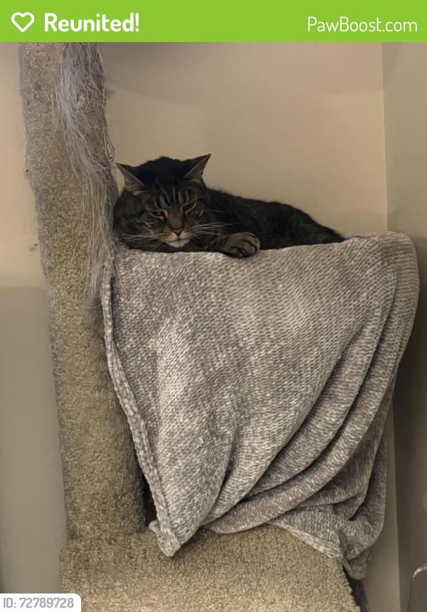 Reunited Male Cat last seen Greenway Drive, Jupiter, FL 33458