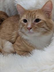 Shelter Stray Male Cat last seen CARLOS BEE, Hayward, CA 94544