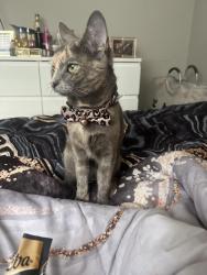 Lost Female Cat last seen Graystone dr, N. Hampton dr, Steele Dr, Amah Lee Rd, Hampton, GA 30228