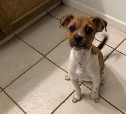 Reunited Male Dog last seen Shields and Brawley, Fresno, CA 93722
