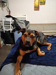 Lost Male Dog last seen 21st and memorial , Tulsa, OK 74112