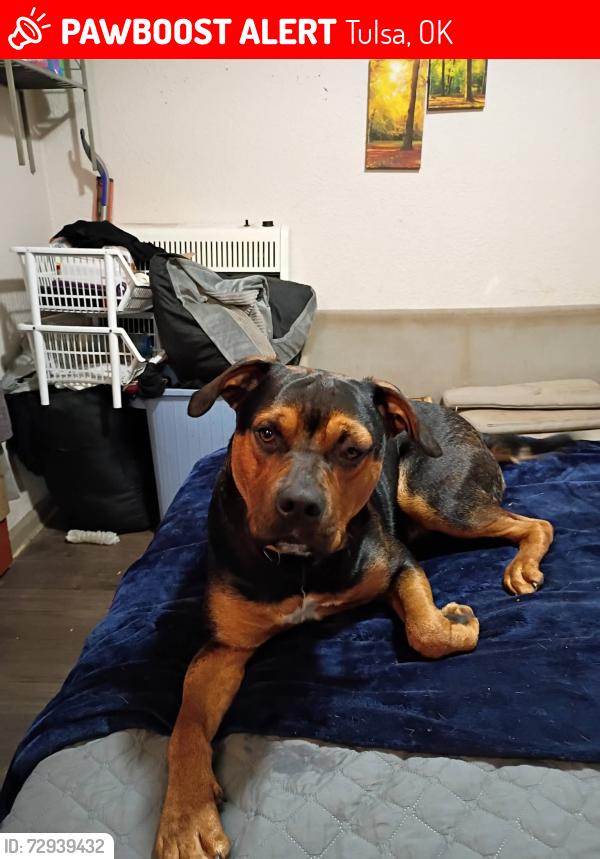 Lost Male Dog last seen 21st and memorial , Tulsa, OK 74112