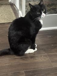 Lost Female Cat last seen Old Railroad Bed and Nick Davis, Harvest, AL 35749