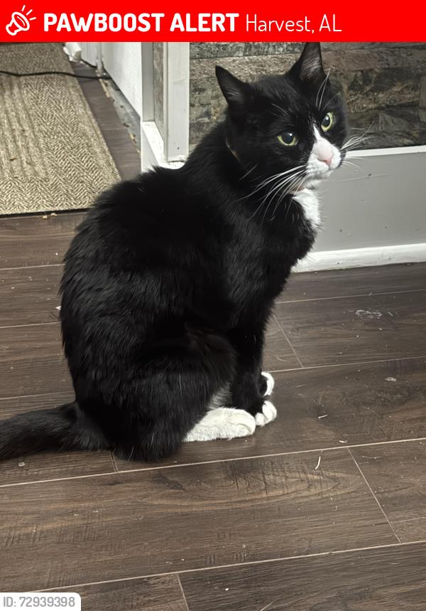 Lost Female Cat last seen Old Railroad Bed and Nick Davis, Harvest, AL 35749