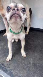 Shelter Stray Female Dog last seen Near BLK EDMONTON, BAKERSFIELD, CA, Bakersfield, CA 93307