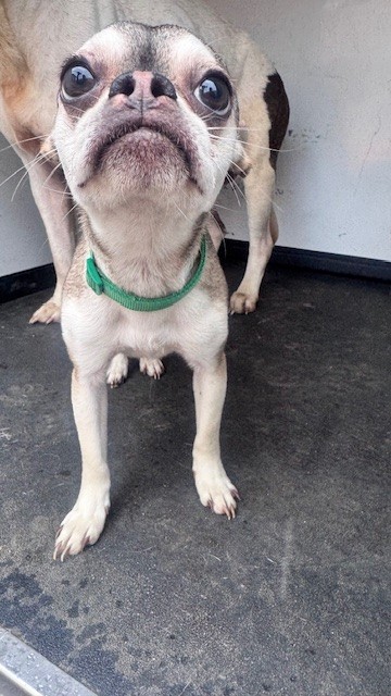 Shelter Stray Female Dog last seen Near BLK EDMONTON, BAKERSFIELD, CA, Bakersfield, CA 93307
