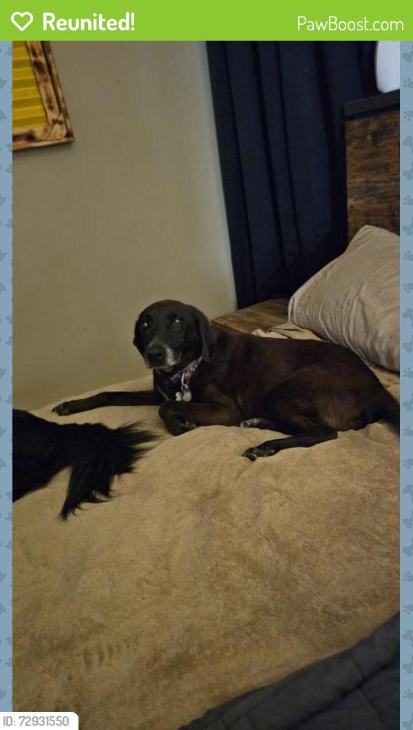 Reunited Male Dog last seen Timber Forest Subdivision , Atascocita, TX 77346