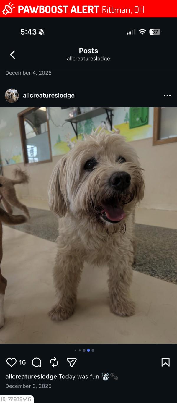 Lost Male Dog last seen Hatfield, Rittman, OH 44270