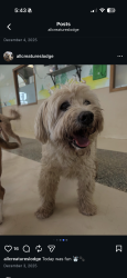 Lost Male Dog last seen Hatfield, Rittman, OH 44270