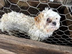 Found/Stray Male Dog last seen Near E Rosedale St, Fort Worth, TX, Fort Worth, TX 76112