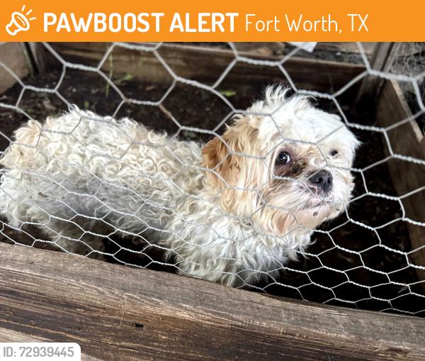 Found/Stray Male Dog last seen Near E Rosedale St, Fort Worth, TX, Fort Worth, TX 76112