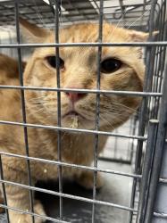 Shelter Stray Male Cat last seen Near BLOCK W TROPICANA AVE, LAS VEGAS NV 89103, Las Vegas, NV 89101