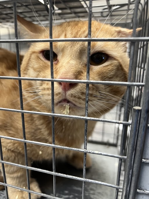Shelter Stray Male Cat last seen Near BLOCK W TROPICANA AVE, LAS VEGAS NV 89103, Las Vegas, NV 89101