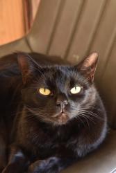 Reunited Male Cat last seen Barnsbury Ln, Greater London, England KT5 9RH