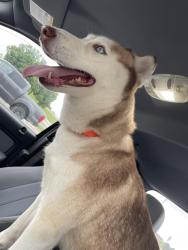 Found/Stray Female Dog last seen Quail Springs Mall, Oklahoma City, OK 73134