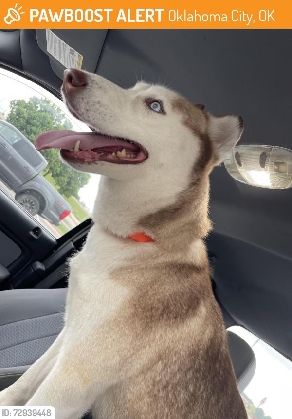 Found/Stray Female Dog last seen Quail Springs Mall, Oklahoma City, OK 73134