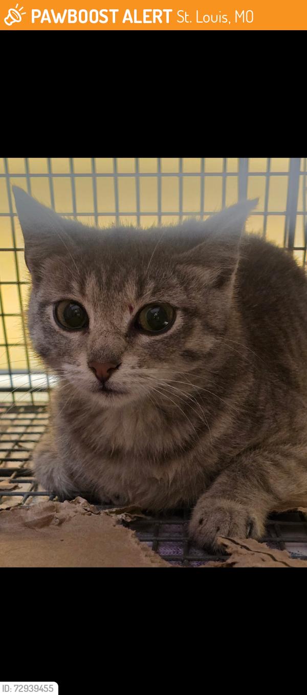 Found/Stray Unknown Cat last seen Near block of Rutger in Lafayette Square (close to Carol hse Quick Fix clinic), St. Louis, MO 63104
