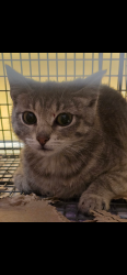 Found/Stray Unknown Cat last seen Near block of Rutger in Lafayette Square (close to Carol hse Quick Fix clinic), St. Louis, MO 63104