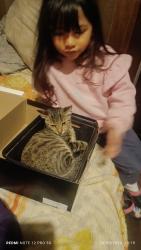 Lost Female Cat last seen Prédio Phoenix , Natal, RS 94015-260
