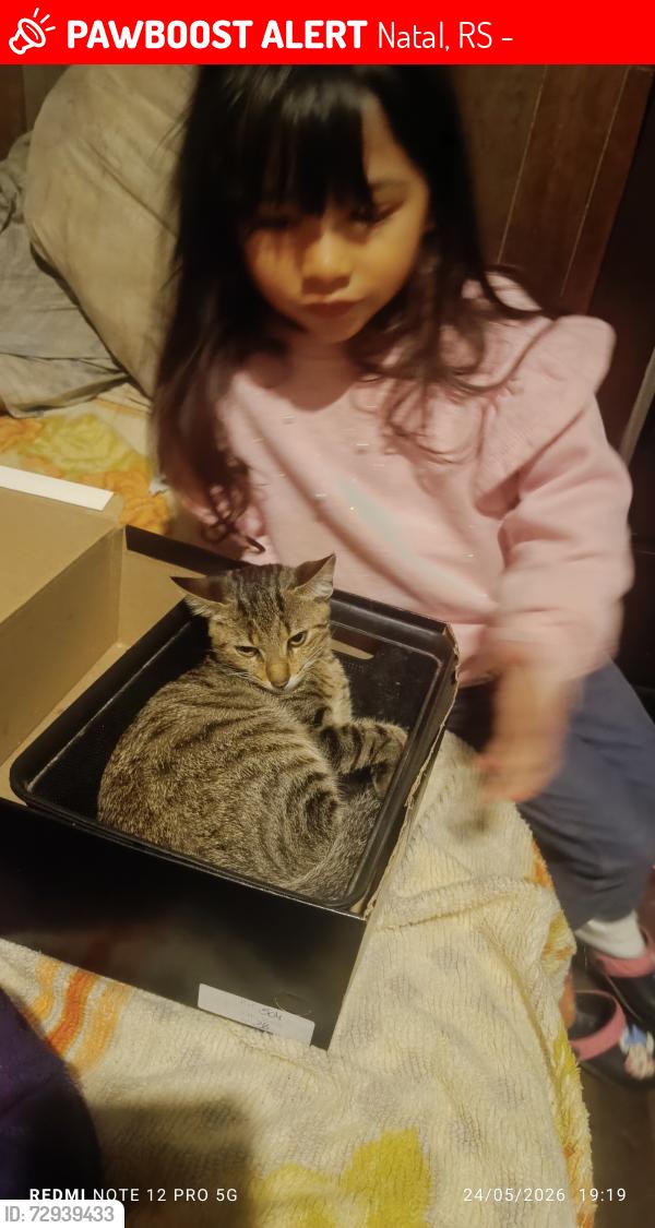 Lost Female Cat last seen Prédio Phoenix , Natal, RS 94015-260