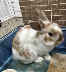 Lost Male Rabbit last seen Mapleton/ Manford, Winnipeg, MB R2P 0J2