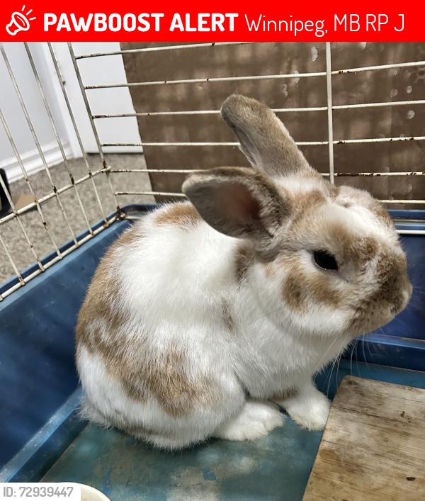 Lost Male Rabbit last seen Mapleton/ Manford, Winnipeg, MB R2P 0J2