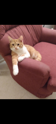 Reunited Male Cat last seen Apple Ave Nw Grand Rapids , Grand Rapids, MI 49504