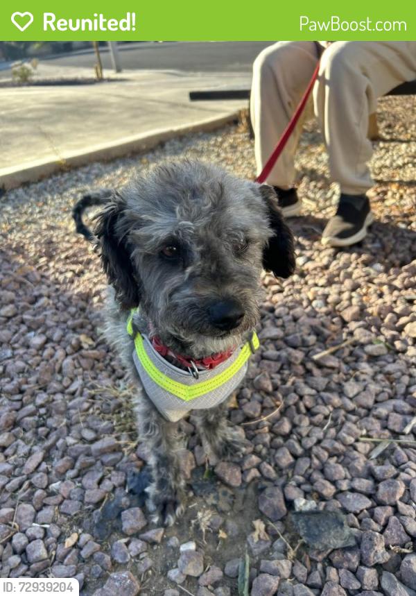 Reunited Male Dog last seen Polo Rd, Victorville, CA 92394, USA, Victorville, CA 92394