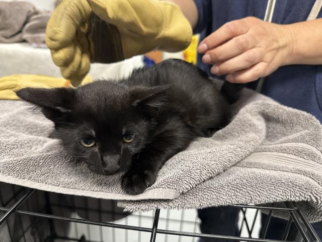 Shelter Stray Male Cat last seen , Chatsworth, CA 91311