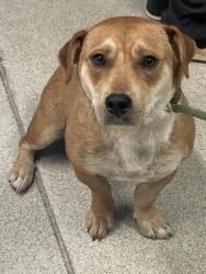 Shelter Stray Female Dog last seen Near BLOCK CAPITAL CIR SW, TALLAHASSEE FL 32305, Tallahassee, FL 32311