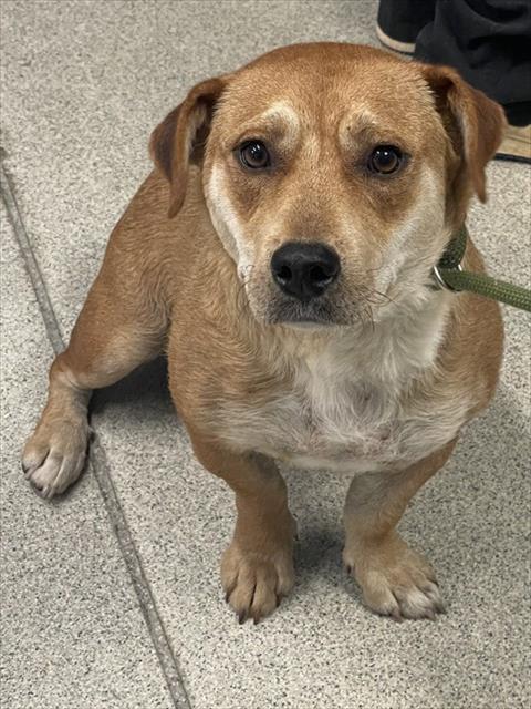 Shelter Stray Female Dog last seen Near BLOCK CAPITAL CIR SW, TALLAHASSEE FL 32305, Tallahassee, FL 32311