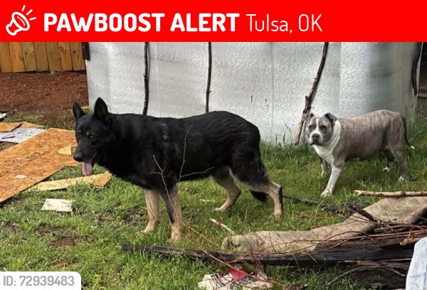 Lost Male Dog last seen S 59th ave W, Tulsa, OK 74127