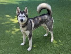 Shelter Stray Male Dog last seen , Los Angeles, CA 91405