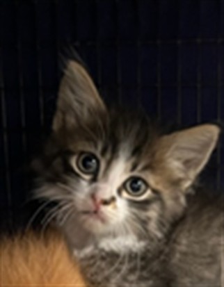 Shelter Stray Male Cat last seen , 14409 Vanowen St, Van Nuys, CA 91405, USA