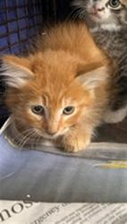 Shelter Stray Male Cat last seen , 14409 Vanowen St, Van Nuys, CA 91405, USA
