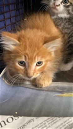 Shelter Stray Male Cat last seen , 14409 Vanowen St, Van Nuys, CA 91405, USA