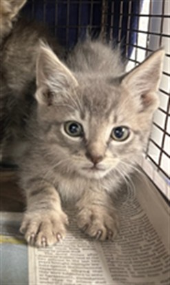 Shelter Stray Male Cat last seen , 14409 Vanowen St, Van Nuys, CA 91405, USA