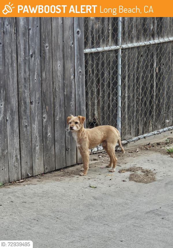 Found/Stray Male Dog last seen The alley, Long Beach, CA 90805