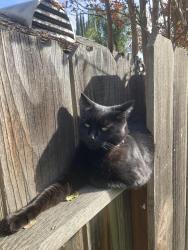 Lost Female Cat last seen Olive and Colorado, Turlock, CA 95382