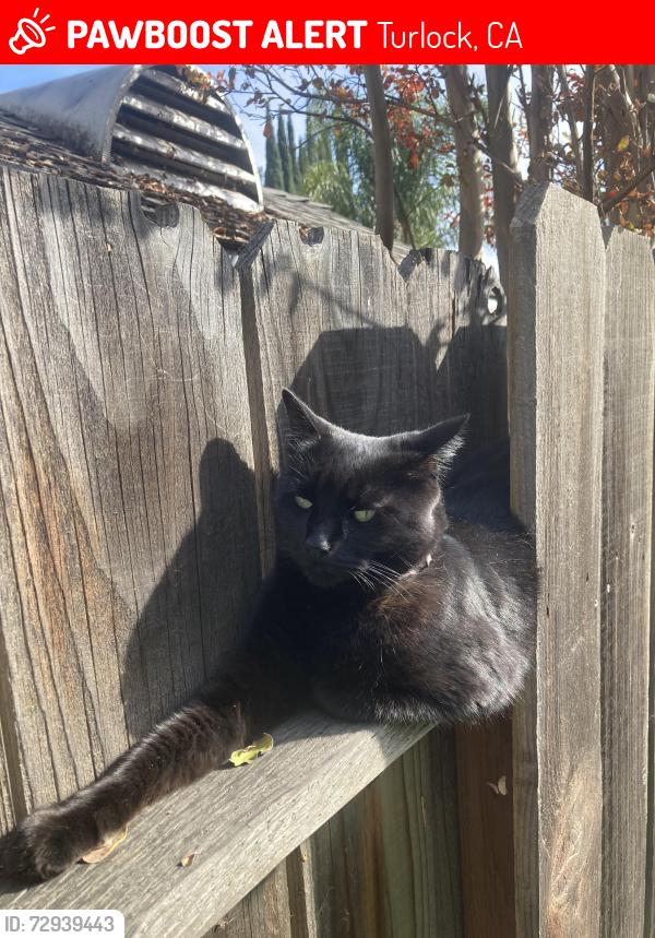 Lost Female Cat last seen Olive and Colorado, Turlock, CA 95382