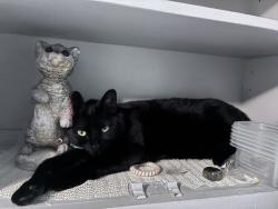 Lost Female Cat last seen Ester and floyd, Lakewood, CO 80226
