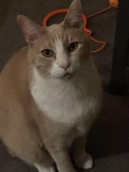 Lost Male Cat last seen Armstrong & Gillam, Riverside, CA 92509