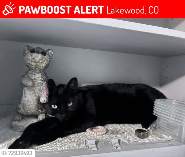 Lost Female Cat last seen Ester and floyd, Lakewood, CO 80226