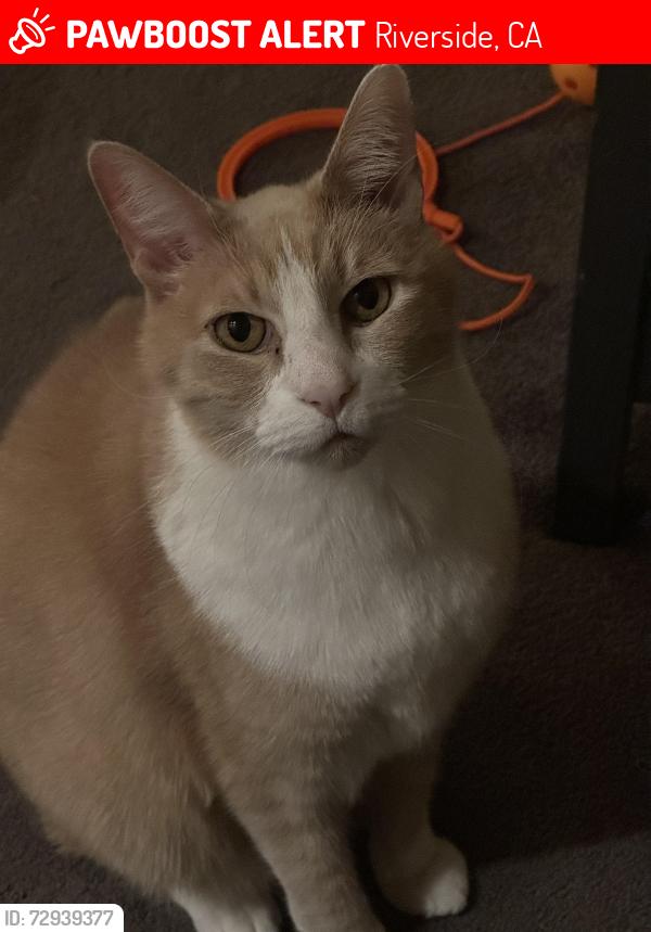 Lost Male Cat last seen Armstrong & Gillam, Riverside, CA 92509