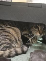 Shelter Stray Female Cat last seen Near BLOCK S BROADWAY AVE, WICHITA KS 67211, Wichita, KS 67219