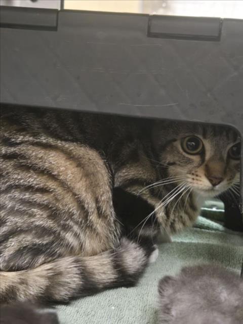 Shelter Stray Female Cat last seen Near BLOCK S BROADWAY AVE, WICHITA KS 67211, Wichita, KS 67219