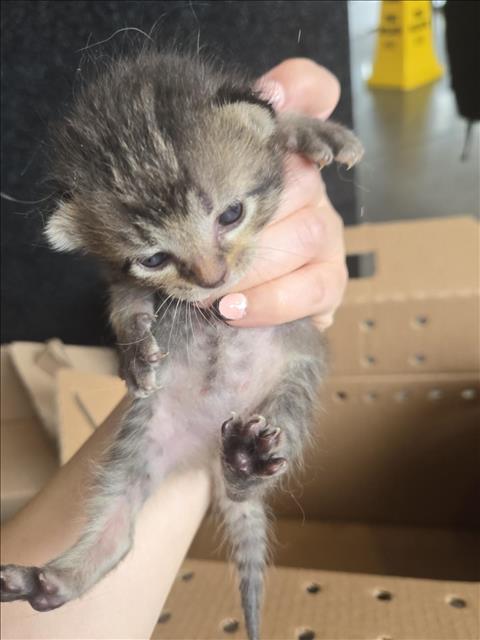 Shelter Stray Female Cat last seen Near BLOCK S BROADWAY AVE, WICHITA KS 67211, Wichita, KS 67219